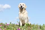 GOLDEN RETRIEVER 460
